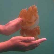 Puluhan Pengunjung Pantai di Jember Diserang Ubur-ubur