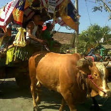 Lebaran Ketupat Warga Jember Pawai Pedati