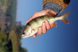 5 Manusia Bertubuh Ikan, Sekujur Tubuhnya Ditumbuhi Sisik