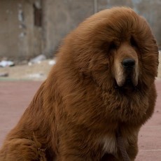 Samarkan Anjing Jadi Singa Afrika, Kebun Binatang China Ditutup