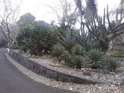 Weekend Ala Meksiko di Kebun Raya Bogor