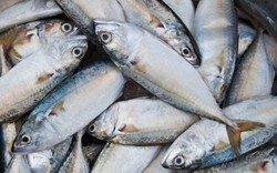 Benarkah Makan Ikan Mackerel Tubuh Bisa Langsing?