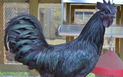 Ayam Cemani Ternyata Dijual Rp. 50 Juta di Amerika