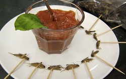 Jangkrik Jadi Primadona Suguhan di Future Food Salon