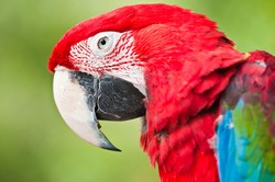 Burung Nuri & Aneka Barang Aneh yang Tertinggal di Pesawat