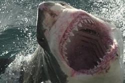 Serangan Hiu Lagi di Hawaii, Kaki Surfer Putus Digigit