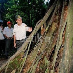 Kayu Indonesia Tak Dipercaya Eropa, Ini Jurus Pemerintah