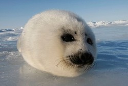 8 Tempat Bertemu Hewan Terlucu di Dunia