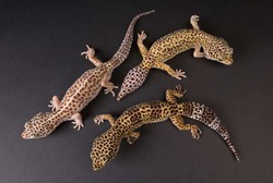 Diekspor Hingga ke Mancanegara, Tokek Diklaim Bisa Obati AIDS