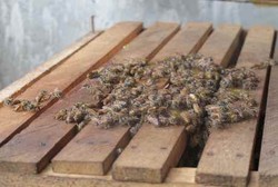 Stroke Hingga TBC Diyakini Bakal Sembuh dengan Terapi Sengat Lebah