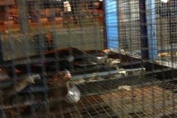 Nasib Kobra, Binatang Mematikan yang Diburu untuk Obat Gatal