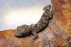 Ya Ampun! Tokek di Koper Turis Terbawa dari AS ke Inggris