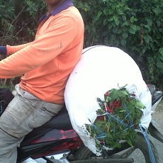 Harga Cabai Rawit dan Bawang Sudah Turun, Tapi Masih Mahal