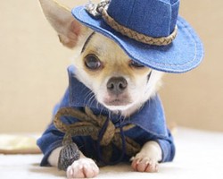 So Cute! Inilah Penampilan Montjiro, Anjing Paling Stylish di Dunia