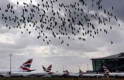 Dalam Seminggu, 3 Pesawat di Inggris Rusak Ditabrak Burung