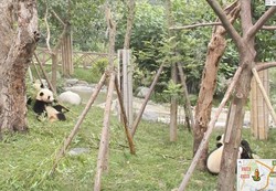 Kebun Binatang Besar di Dunia Akan Masuk Google Street View