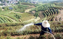 Diterpa Gelombang Panas, Perkebunan Teh di China Jadi Layu