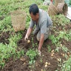 Fenomena Bun Upas Rusak 35 Hektar Tanaman Kentang di Dieng