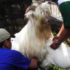 Upaya Pelestarian Kambing Gembrong Terus Ditingkatkan