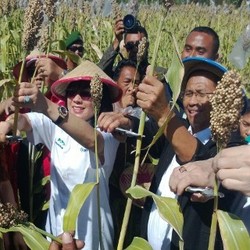 Dahlan Iskan dan Bos Pertamina Panen Sorgum di Atambua