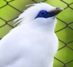 Gara-gara Burung Jalak Bali, Teguh Duduk di Kursi Pesakitan