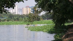 Danau Sunter di Jakarta Utara Terancam Eceng Gondok