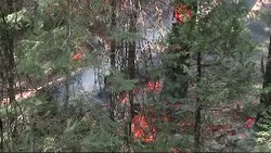 Pohon Tertua dan Terbesar di Bumi Terancam Terbakar