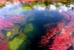 Cantiknya! Ada Sungai Warna-warni di Kolombia