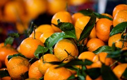 Perkebunan Jeruk di Amerika Terancam Punah Akibat Hama Citrus Greening