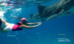Inilah Tempat Bertemu & Berenang Bareng Hiu Paus di Filipina