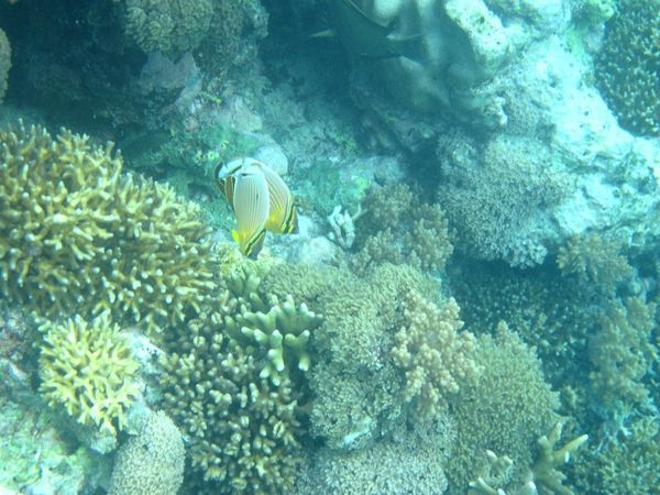 Snorkeling di Gili Trawangan, Bikin Lupa Daratan