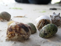 Unik, Pantai Perawan di Buton Dihuni Ribuan Keong