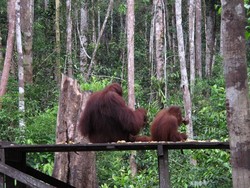 Masuk Rimba Kalimantan dan Bertemu Orangutan, Berani?