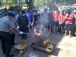 Ganja Senilai Rp 50 Juta Dimusnahkan di Mapolda Jateng