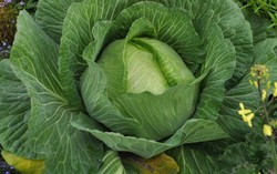 Untuk Pertama Kali Para Chef Akan Memasak 1 Buah Kol Raksasa jadi 105 Hidangan