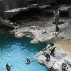 Taman Safari Prigen Optimis Kembangbiakkan Pinguin Humboldt