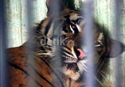 Racun Penyebab Matinya Harimau dan Singa Diduga dari Makanan Pengunjung