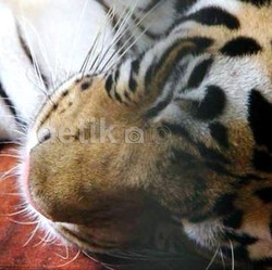 Masih Ada Anak Harimau yang Juga Sakit karena Diduga Diracun