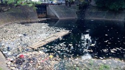 Sungai Ciliwung di Jalan Tambak ini Butuh Perhatian Jokowi