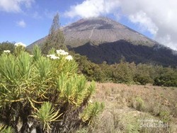 Berpijak di Daratan Tertinggi di Pulau Jawa