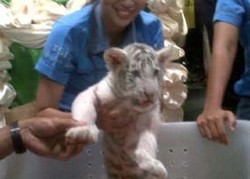 Gemas, 3 Anak Harimau Putih Ramaikan Taman Safari Jawa Timur