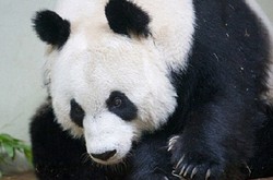 Menanti Bayi Panda, Kebun Binatang Edinburgh Diserbu Turis