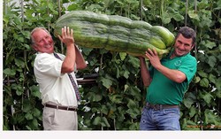 Labu Raksasa Ini Berumur 5 Minggu dengan Berat 53 Kilogram