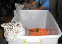 3 Ekor Anak Harimau Putih Lahir Taman Safari Prigen