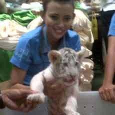 Tiga Ekor Anak Harimau Putih Lahir di Taman Safari Prigen