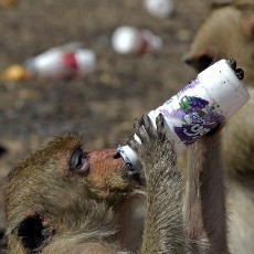 Waduh! Desa di Thailand Diserbu dan Dijarah Sekelompok Kera