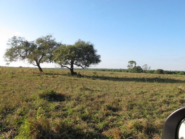 Mau ke Afrika, Datang Saja ke Taman Nasional Baluran!
