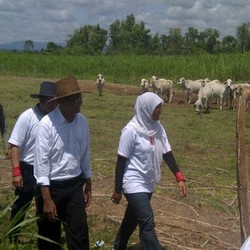 Dahlan Iskan Tugaskan 2 BUMN Ini Bikin Peternakan Sapi di Australia