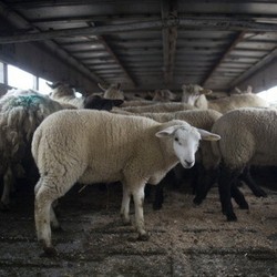 Sembelih Domba Sebelum Bertanding, Klub Kazakhstan Diperingatkan UEFA