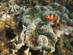 Pantai Bama di Taman Nasional Baluran, Jernihnya Mana Tahan
